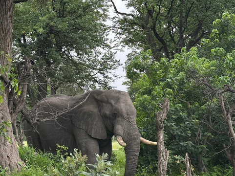 Shangana Safaris Okavango Botswana-马翁必去景点
