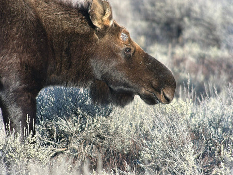 Jackson Hole Eco Tour Adventures-杰克逊必去景点
