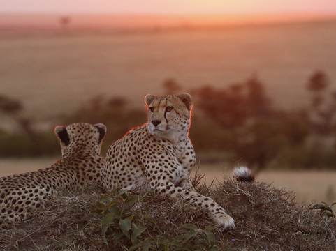 Olenini Safaris-纳罗克必去景点