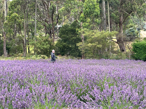 Port Arthur Lavender Farm · Tourist Attraction-亚瑟港必去景点