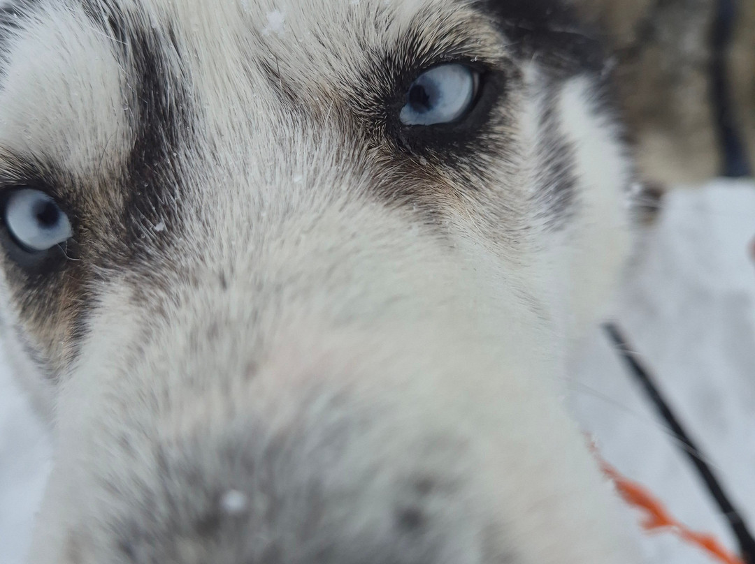 The Husky Experience Sestriere-Sestriere必去景点