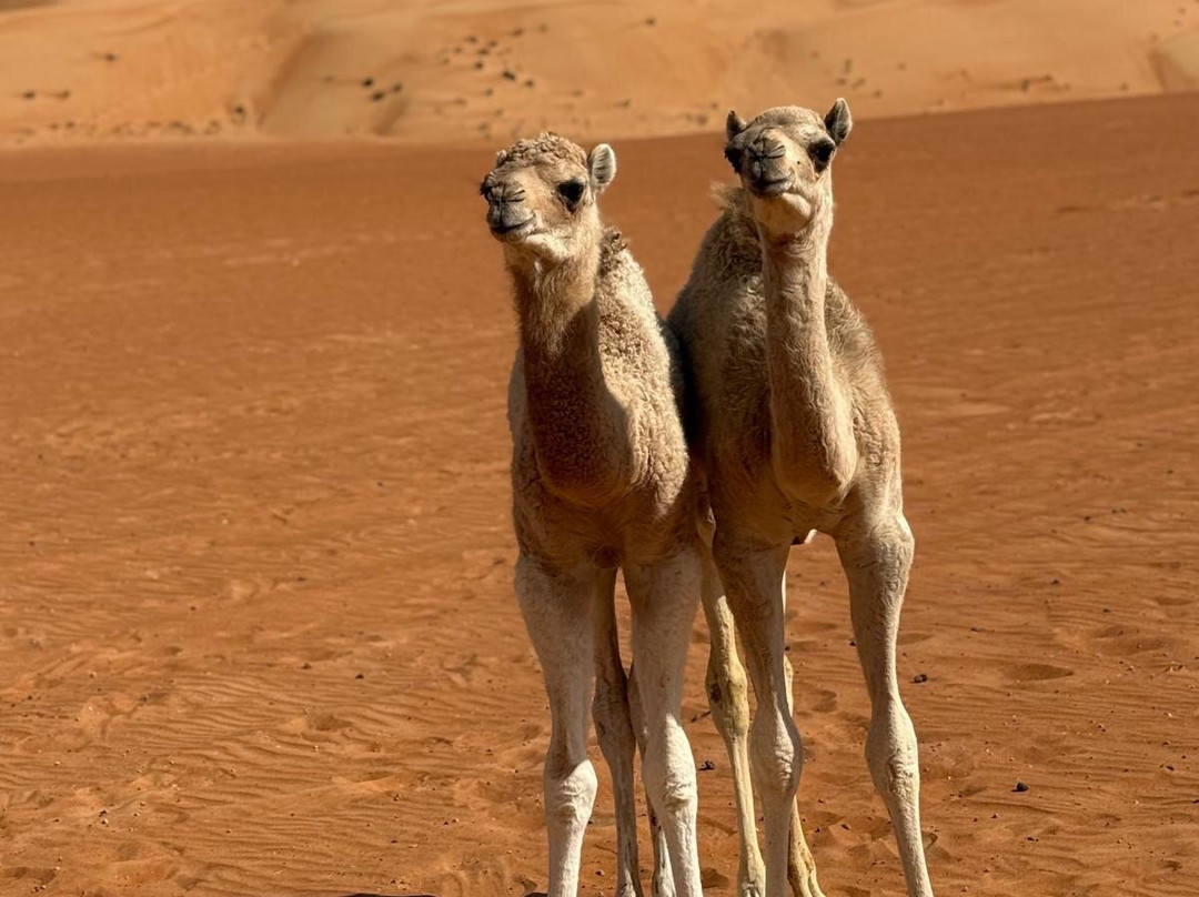 Desert Camels Adventure Tours-尼日瓦必去景点