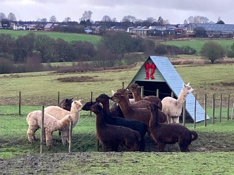 Meadowcroft Farm Alpacas-Bury必去景点