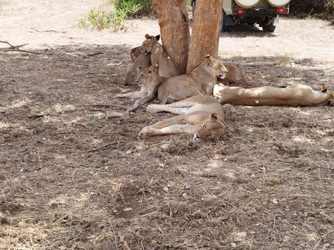 Safari Kenya roberto toba-瓦塔木必去景点