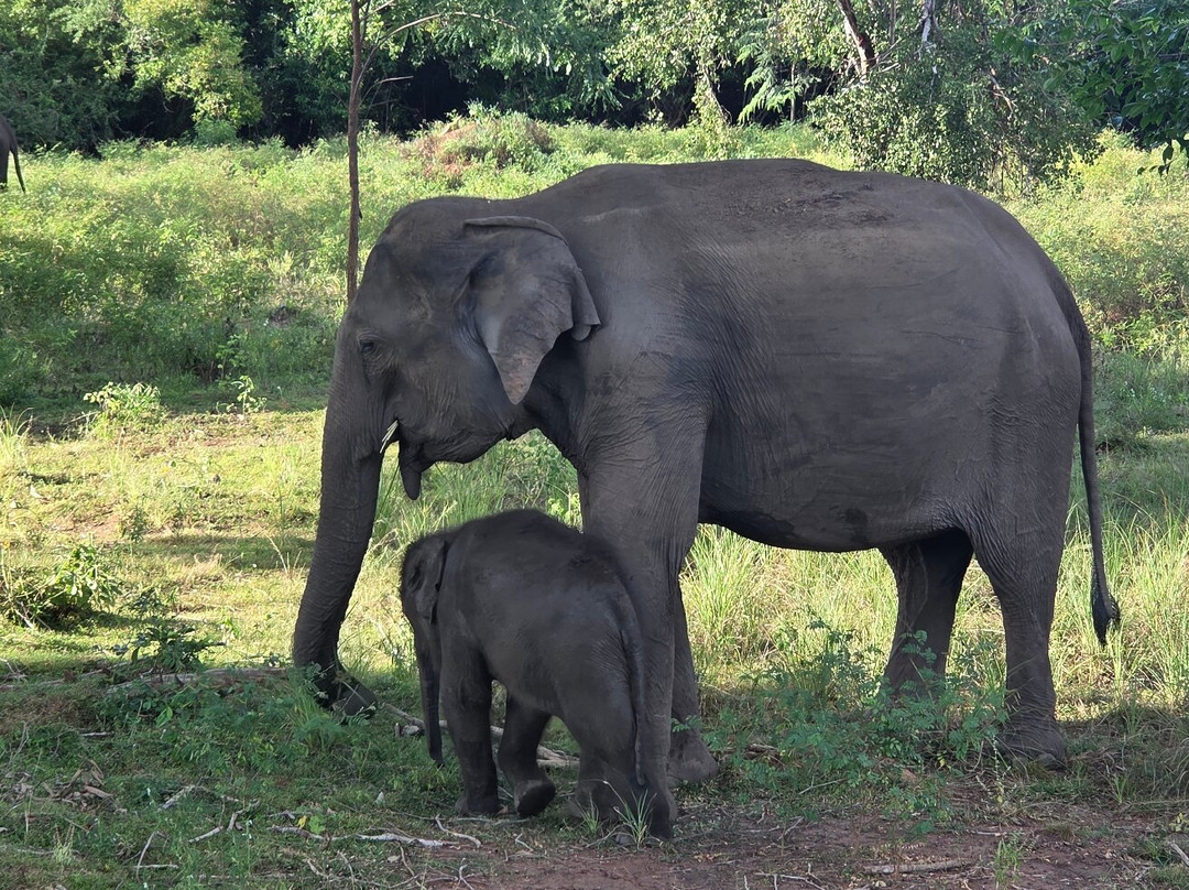 Best of Lanka-科伦坡必去景点