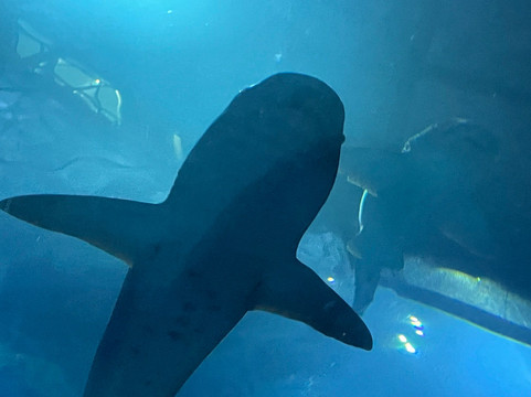 The Deep-赫尔河畔金斯顿必去景点