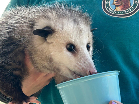 Wild Wonders, Inc.-Bonsall必去景点