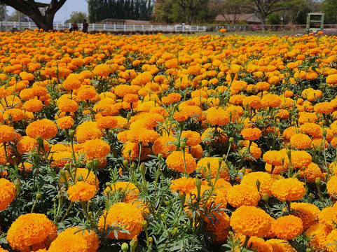 Peter Bangkok Taxi-曼谷必去景点