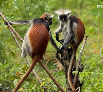 Chris Chris Zanzibar