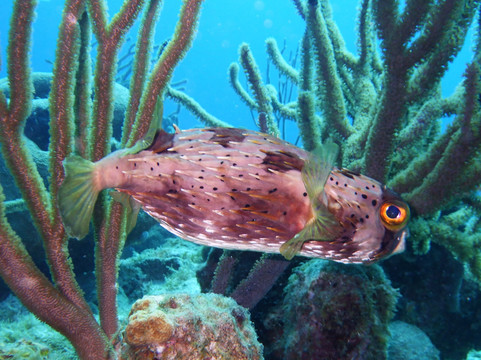 Sublime Diving Curacao-威廉斯塔德必去景点