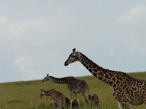 JungleRoam Safaris (Kenya)-内罗毕必去景点