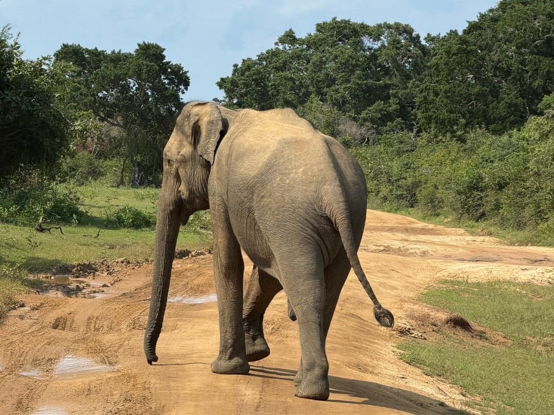 Royal Ceylon Voyage-Pelawatta必去景点