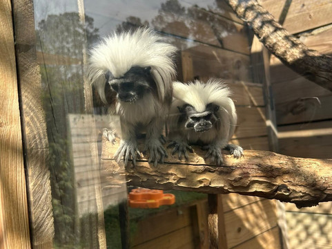 North Florida Wildlife Center-Lamont必去景点