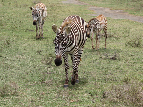 Crescent Island Game Sanctuary-奈瓦夏必去景点