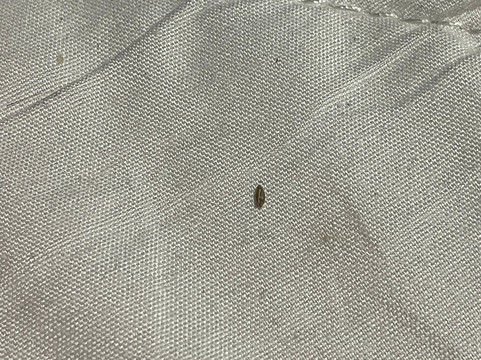 The Lindsey B & B主图