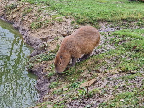 The Meadows Farm-卡菲利必去景点