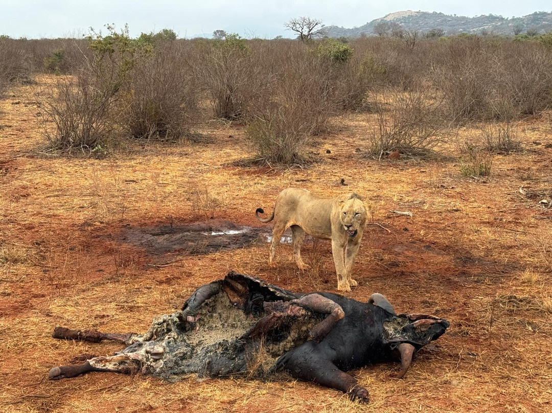 Imara Africa Safaris-内罗毕必去景点