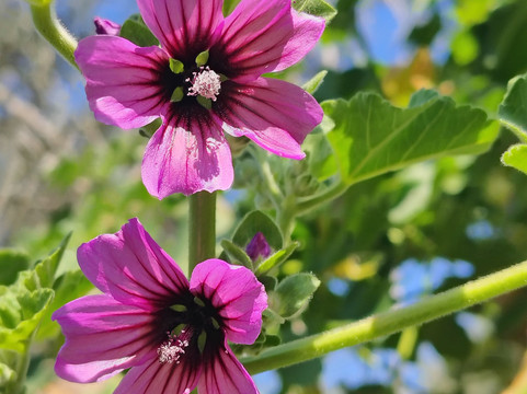 Trentaremi-那不勒斯必去景点