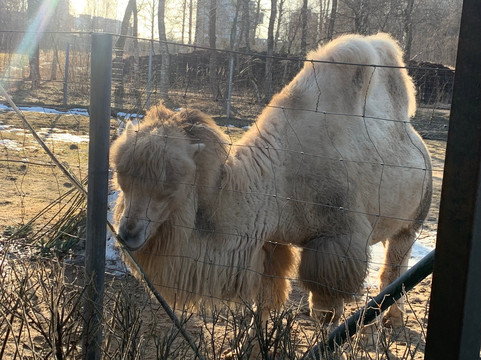 Tallinn Zoo-塔林必去景点