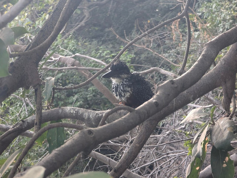 Kotu Bridge (Bird watching)-塞瑞库达必去景点