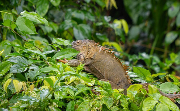 加勒比天堂生态旅馆主图