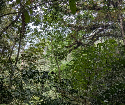 Sri Lankan Personal Drivers-科伦坡必去景点