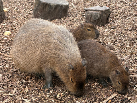 Wingham Wildlife Park-Wingham必去景点