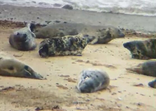 Horsey Beach-Horsey必去景点