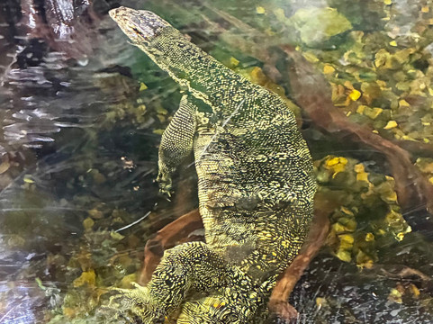 OdySea Aquarium-斯科茨代尔必去景点