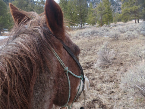 Jake's Horses-大斯凯必去景点