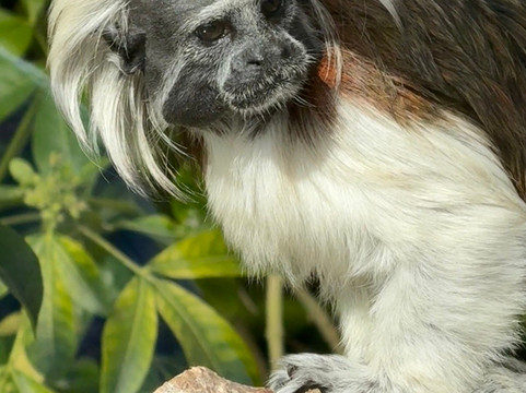 Marwell Zoo-温彻斯特必去景点