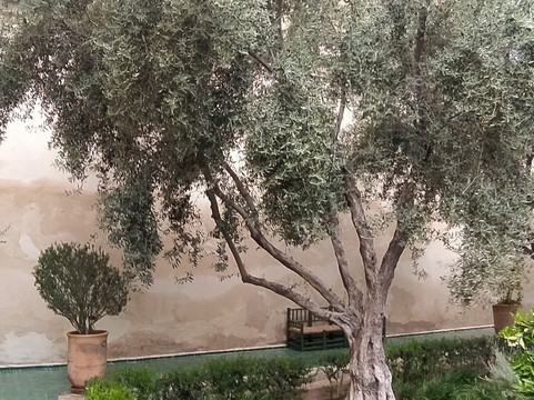 香颂秘密花园-马拉喀什必去景点