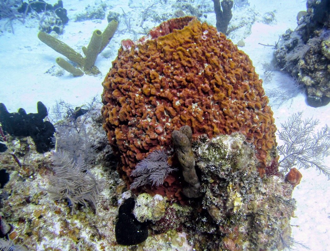 Aqua TCI-普罗维登西亚莱斯必去景点