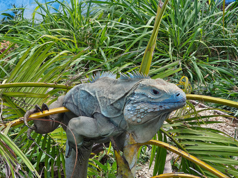 Blue Iguana Conservation Tour-North Side必去景点
