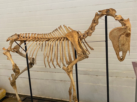 Cerrado Memorial-戈亚尼亚必去景点