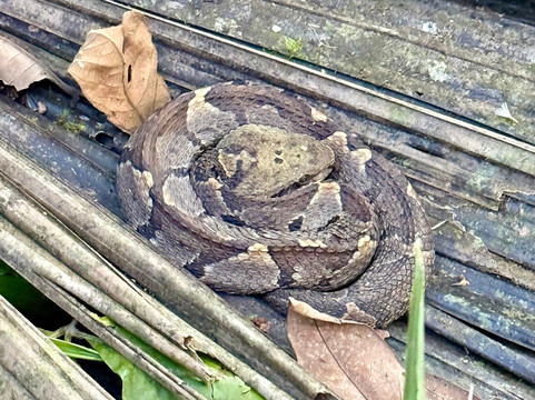 The Wellness Park Arenal & Ecolodge-福德圣卡洛斯必去景点