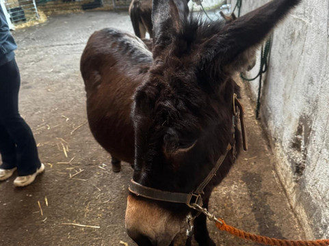 Kinedale Donkeys-Ballynahinch必去景点