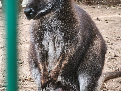 Safari Zoo Mallorca-萨可马必去景点