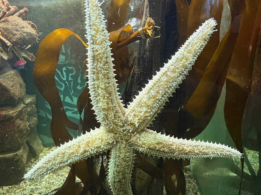 Ilfracombe Aquarium-伊尔弗勒科姆必去景点