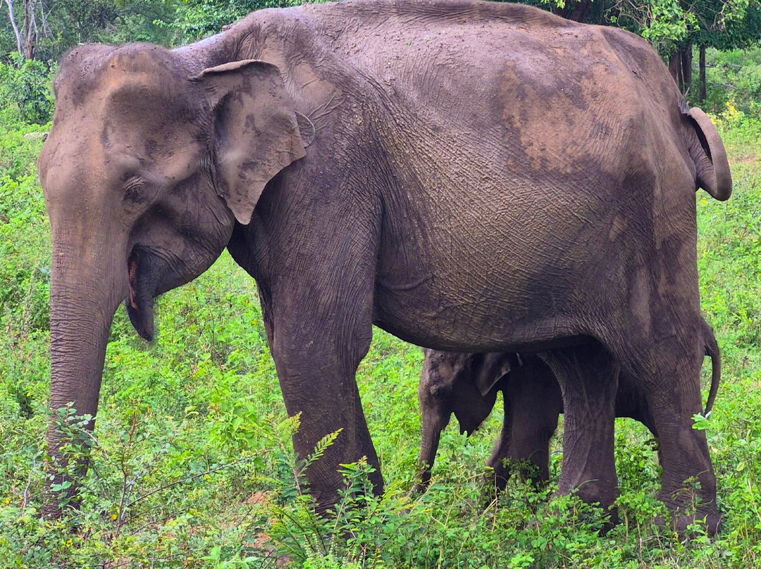 Udawalawe National Park Safari-乌达瓦拉瓦必去景点