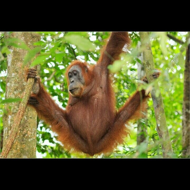 Sumatra Orangutan Tours-武吉拉旺必去景点