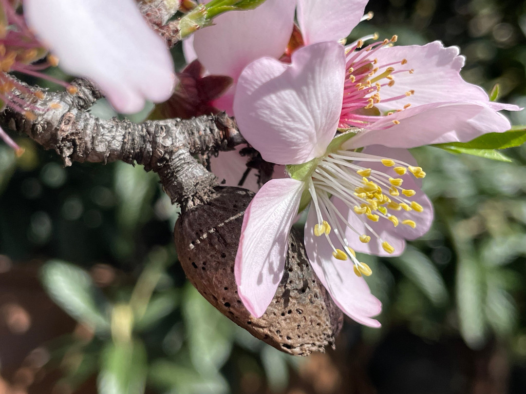 Vidyamor Yoga Retreats Canary Islands-Tijarafe必去景点