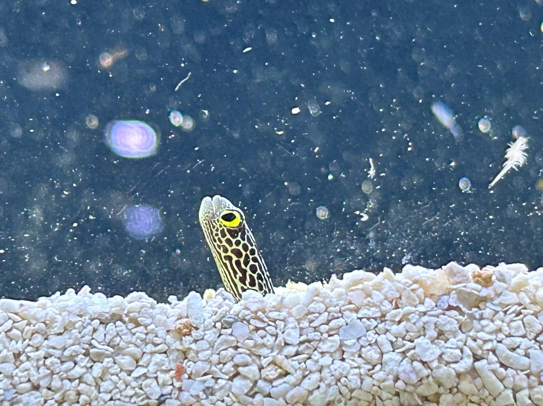 Boca Aquarium-博卡拉顿必去景点
