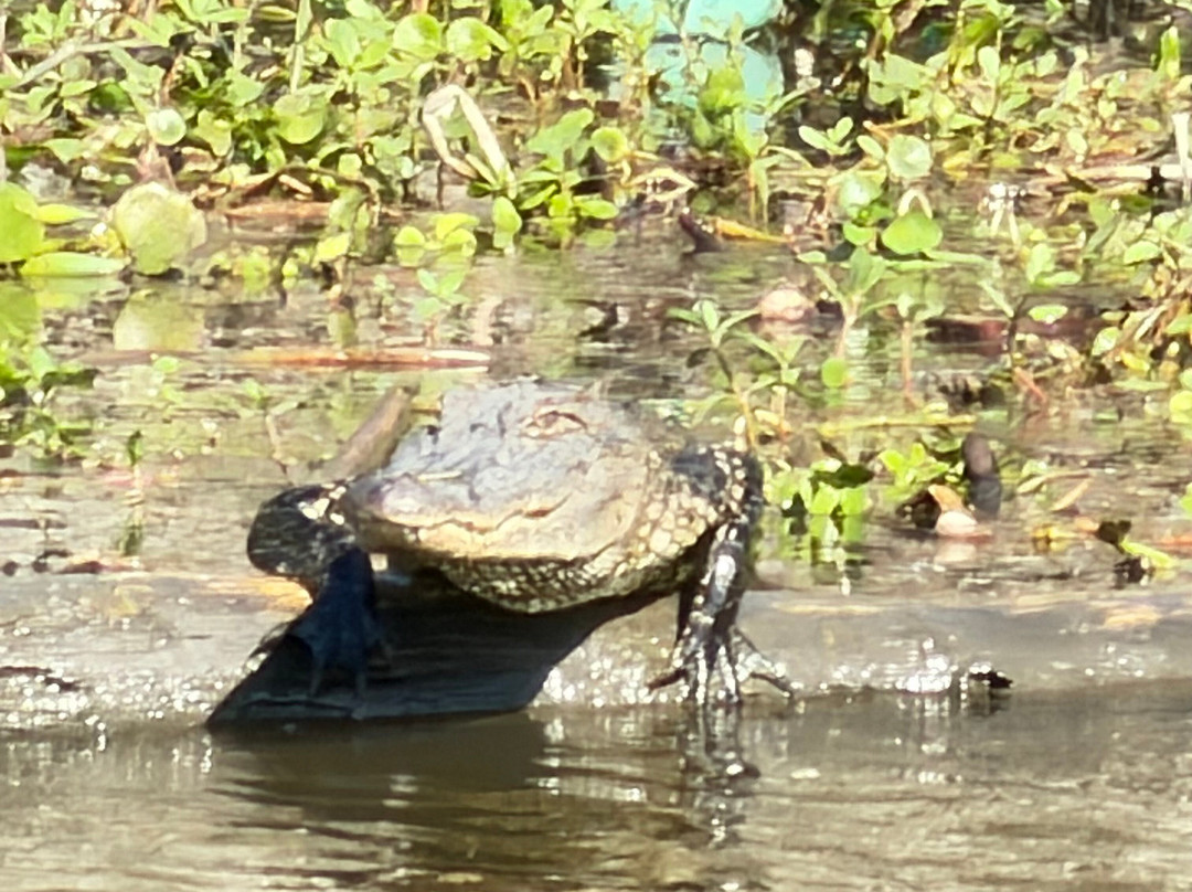 Ultimate Swamp Adventures-Westwego必去景点