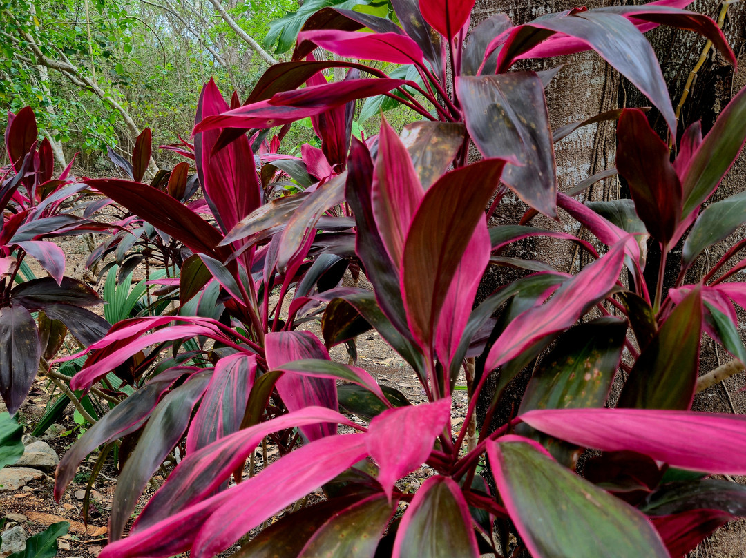 Tsukán Santuario de Vida-Piste必去景点