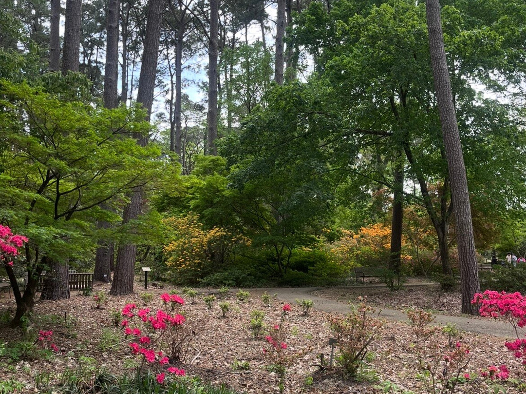 Ruby M. Mize Azalea Garden-Nacogdoches必去景点