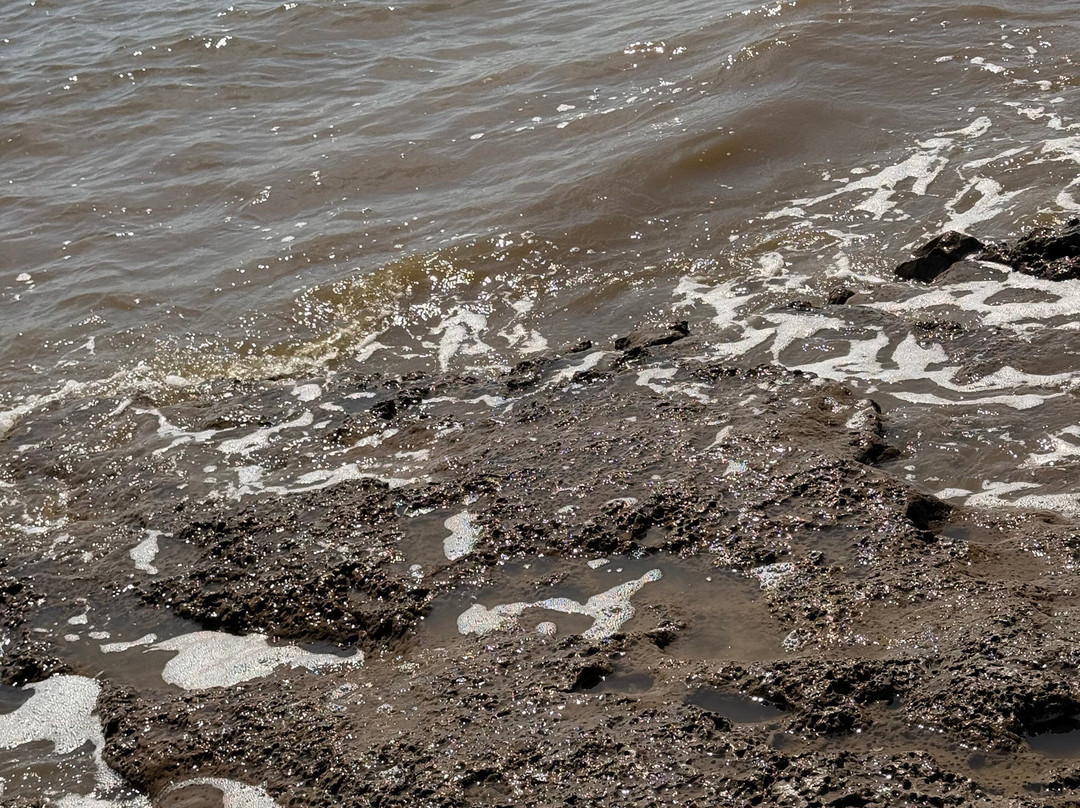 Cap'n Rod's Lowcountry Shell Island & Plantation Tours-乔治敦必去景点
