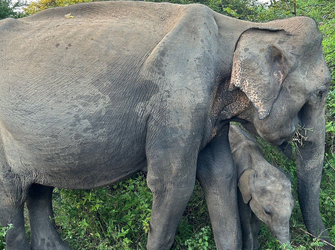 Udawalawe Safari Jeep With Guides-乌达瓦拉维国家公园必去景点