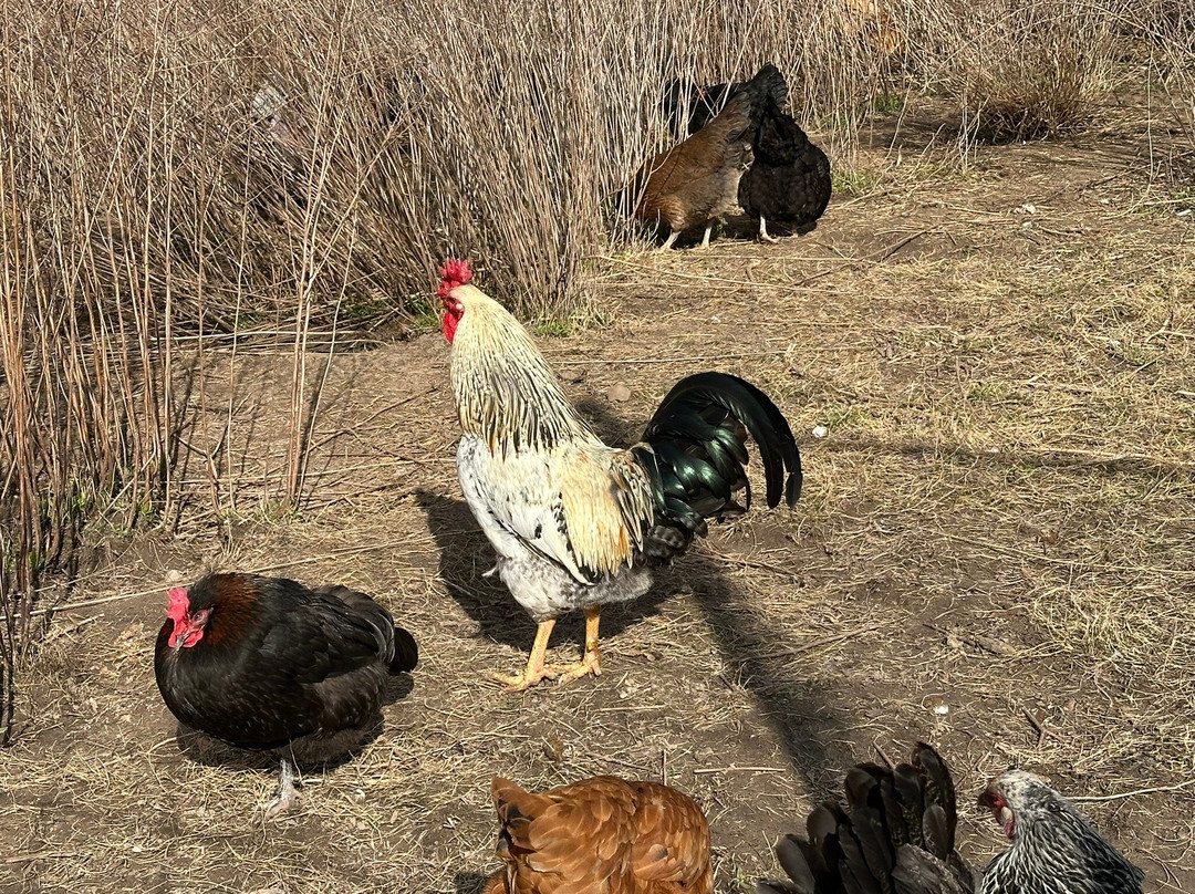 The Charlton Farm主图