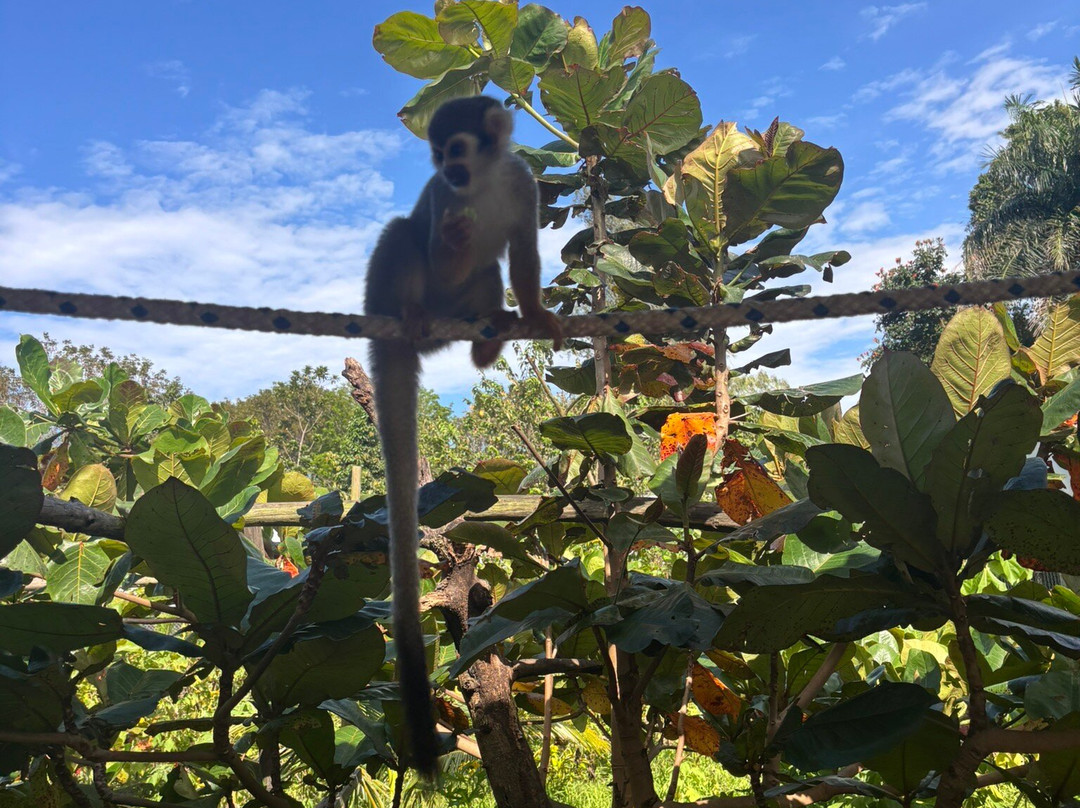 Monkey Home Puerto Plata-普拉塔港必去景点